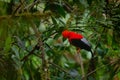 Andean Cock of the Rock - Rupicola peruviana Royalty Free Stock Photo