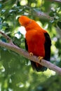 Andean Cock-of-the-rock Rupicola peruviana Royalty Free Stock Photo