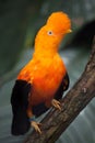 Andean cock-of-the-rock Rupicola peruvianus Royalty Free Stock Photo