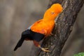 Andean cock-of-the-rock Rupicola peruvianus Royalty Free Stock Photo