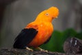 Andean cock-of-the-rock Rupicola peruvianus Royalty Free Stock Photo