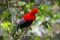 Andean cock-of-the-rock (Rupicola peruvianus) in JardÃÂ­n, Antioquia Royalty Free Stock Photo