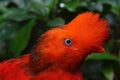 Andean cock of the rock Royalty Free Stock Photo