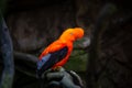 Andean Cock of the Walk in Aviary