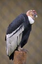 Andean Condor Royalty Free Stock Photo