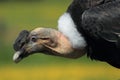 Andean condor Royalty Free Stock Photo