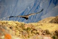 Andean Condor Royalty Free Stock Photo