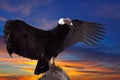 Andean condor against sunset sky Royalty Free Stock Photo