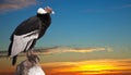 Andean condor against sunset sky background