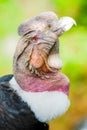 Andean Condor Beak