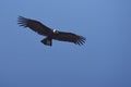 Andean Condor - Chile Royalty Free Stock Photo