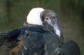 Close up of a Andean condor Royalty Free Stock Photo