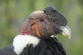 Andean condor