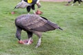 Andean Condor eating Royalty Free Stock Photo