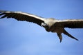 Andean Condor in the Flight Royalty Free Stock Photo