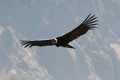 Andean Condor In Flight