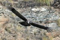 Andean Condor