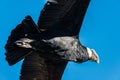 Andean condor flying in the Colca Canyon Arequipa Peru Royalty Free Stock Photo