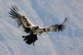 Andean condor flying in the Colca Canyon Arequipa. Royalty Free Stock Photo