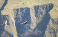 An Andean Condor flying in the morning light of Colca canyon, the highland of Arequipa region, Peru Royalty Free Stock Photo