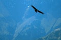 Andean Condor flying over the Colca Canyon in Arequipa region, Peru, South America Royalty Free Stock Photo