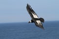 Andean Condor flying over Pacific ocean