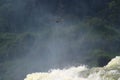 Andean condor flying over the powerful Iguazu waterfall in Argentina, South America