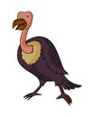 Andean Condor illustration vector