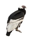 Andean condor. Isolated over white Royalty Free Stock Photo