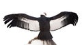 Andean condor. Isolated over white Royalty Free Stock Photo