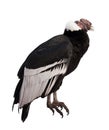 Andean condor. Isolated over white background Royalty Free Stock Photo