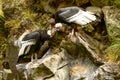 Andean Condor Pair Royalty Free Stock Photo