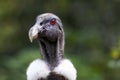 Andean Condor