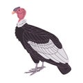 andean condor scavenger vulture wild nature animal large bird species with wingspan