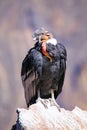 Andean Condor sitting at Mirador Cruz del Condor in Colca Canyon Royalty Free Stock Photo