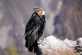 Andean Condor sitting at Mirador Cruz del Condor in Colca Canyon Royalty Free Stock Photo