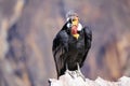 Andean Condor sitting at Mirador Cruz del Condor in Colca Canyon Royalty Free Stock Photo