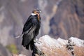 Andean Condor sitting at Mirador Cruz del Condor in Colca Canyon Royalty Free Stock Photo