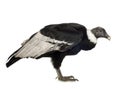 Andean Condor - Vultur gryphus (15 years) Royalty Free Stock Photo