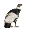 Andean Condor - Vultur gryphus (15 years) Royalty Free Stock Photo