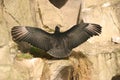 Andean Condor - Vultur gryphus Royalty Free Stock Photo