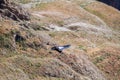 Andean Condor Vultur gryphus Royalty Free Stock Photo