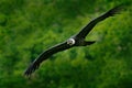 Andean condor, Vultur gryphus, big birds of prey flying above the mountain. Vulture in the stone. Bird in the nature habitat, Peru Royalty Free Stock Photo