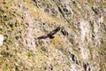 Andean Condor Vultur gryphus in the Colca Canyon Royalty Free Stock Photo