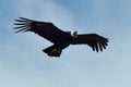 Andean Condor (Vultur gryphus) Royalty Free Stock Photo