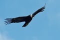 Andean Condor (Vultur gryphus)