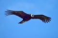 Andean Condor (Vultur gryphus) flying Royalty Free Stock Photo