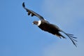 Andean Condor (Vultur gryphus) flying