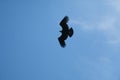 Andean condor, Vultur gryphus flying in the blue sky. Royalty Free Stock Photo