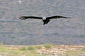 Andean Condor (Vultur gryphus) flying Royalty Free Stock Photo
